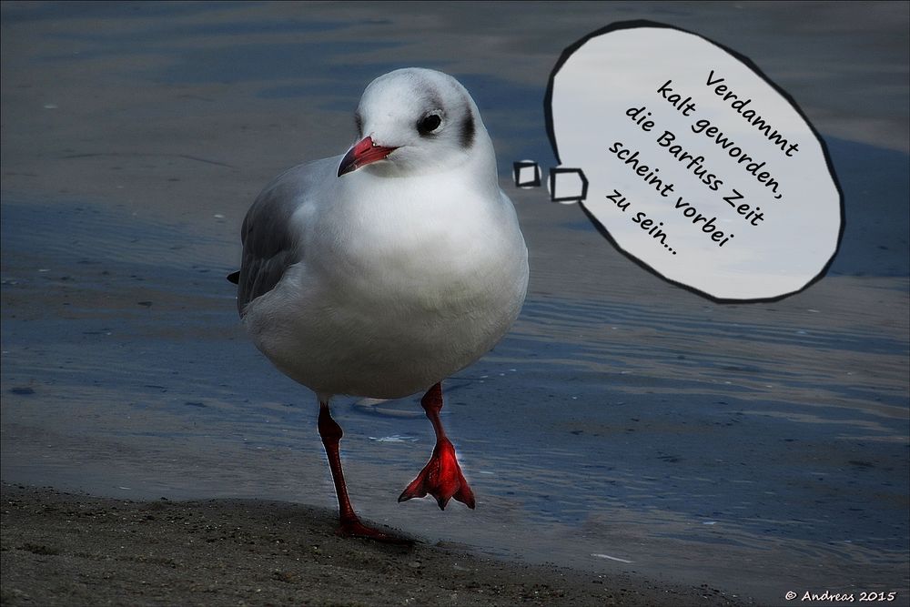 Kalt geworden... Foto & Bild quatsch, fun und rätselecke, humorvolle bilder mit texten, meer