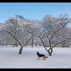 Kalt, glatte Straßen aber der Winter kann auch eine Augenweide sein !