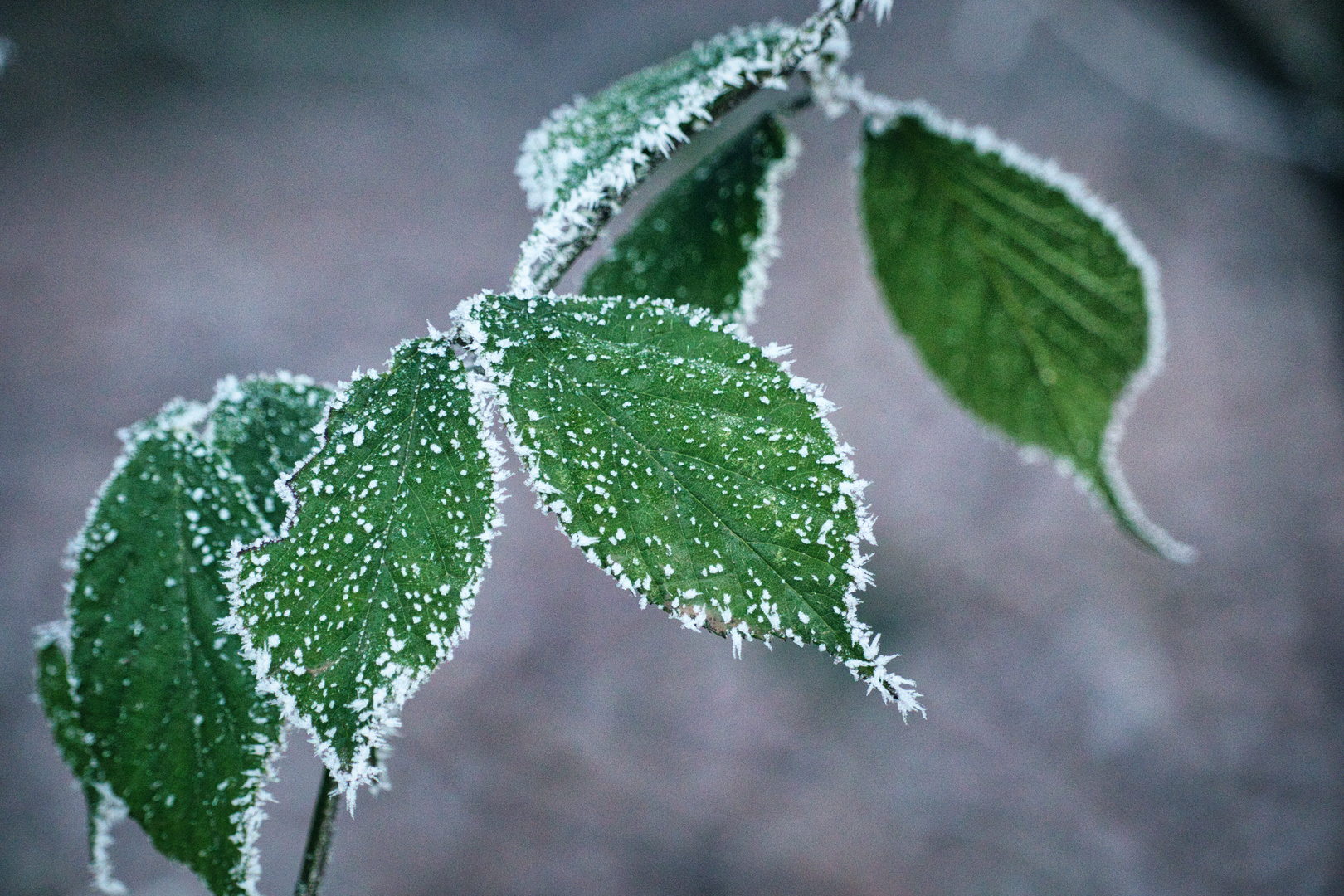 Kalt im Wald 3