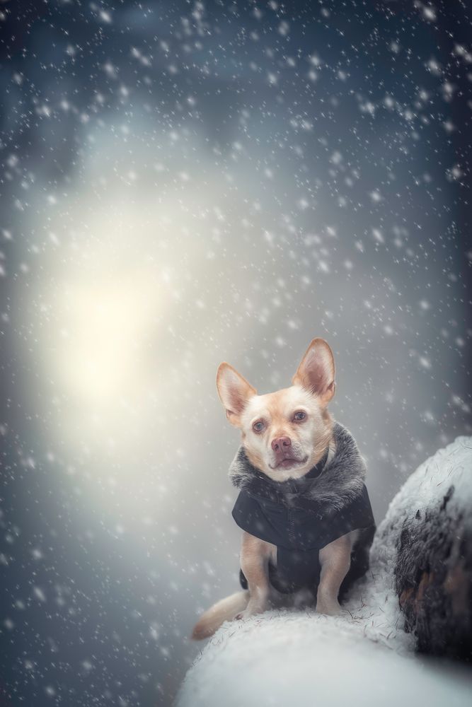 kalt im wald schnee klein