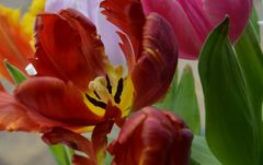 Kalt ist der Blumen Tod