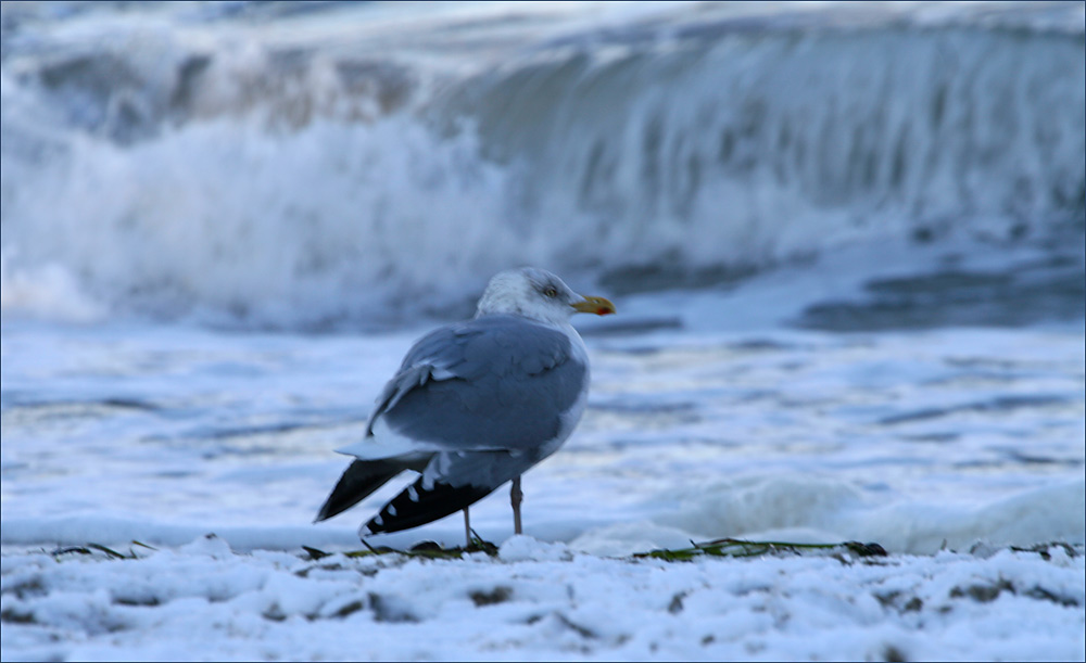 Kalt ist es am Meer..