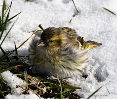 Kalt ist es: Erlenzeisig 