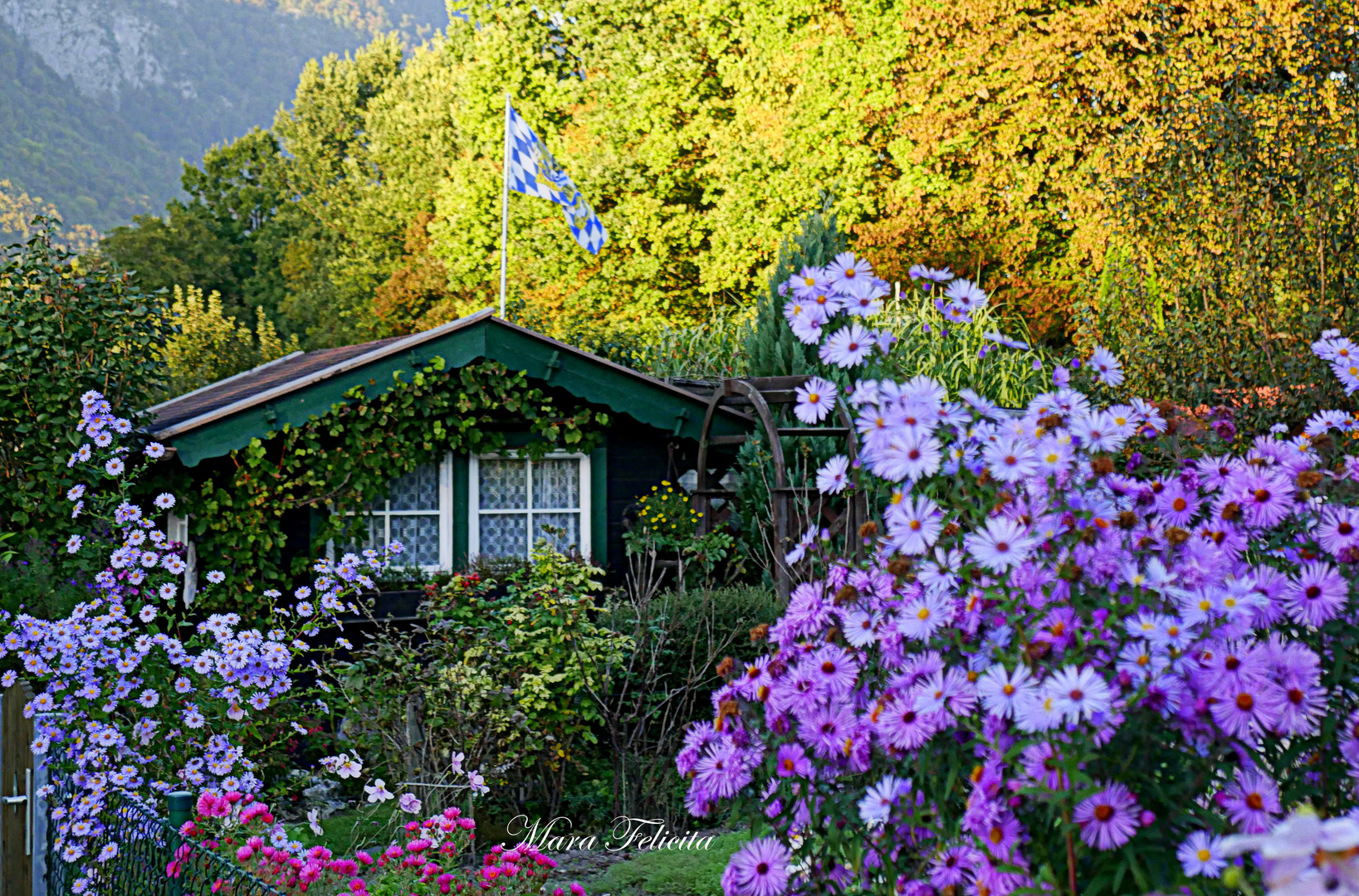 Kalt ist es geworden.......die letzten Blumen verblühen langsam