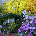 Kalt ist es geworden.......die letzten Blumen verblühen langsam