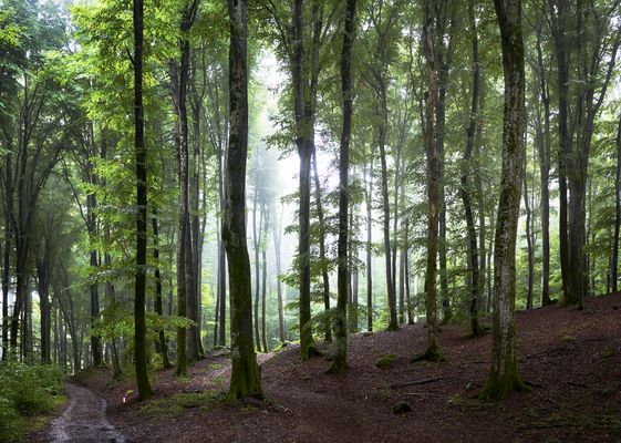 Kalt, Nass und nebelig