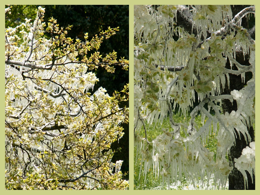 Kalt und frostig - und dies im schönsten Frühling !!