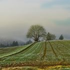 kalt und schön