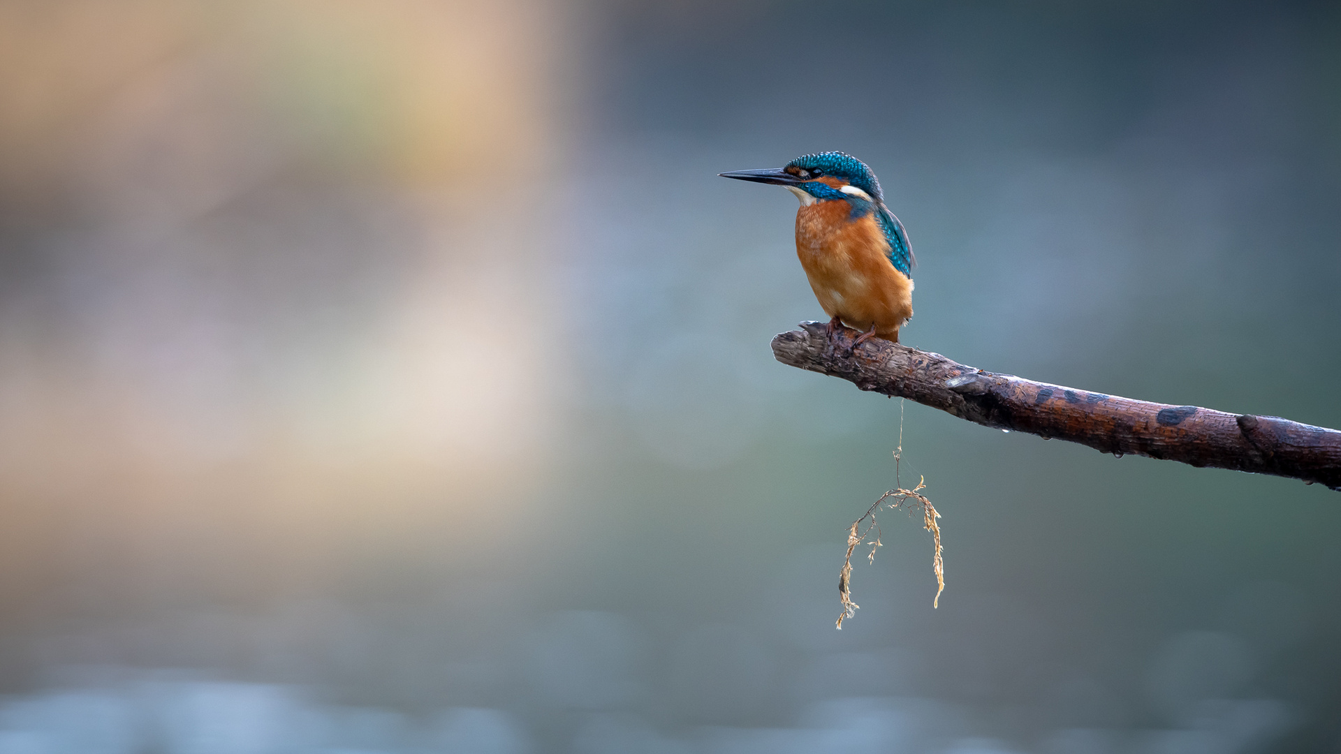 Kalt und warm Foto &amp; Bild | tiere, wildlife, wild lebende vögel Bilder ...