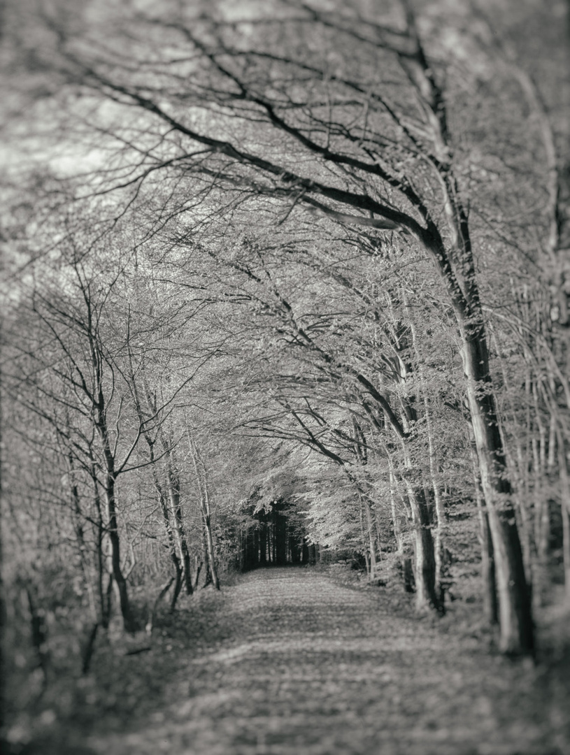 Kalt war´s heute&hellip;.aber schön ! Foto &amp; Bild analog, wald, kalt