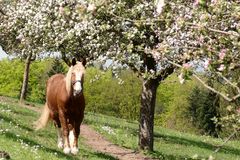 Kaltblüter an einem warmen Frühlingstag