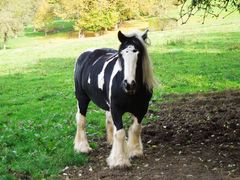 Kaltblüterpferd (Tinker) auf der Weide