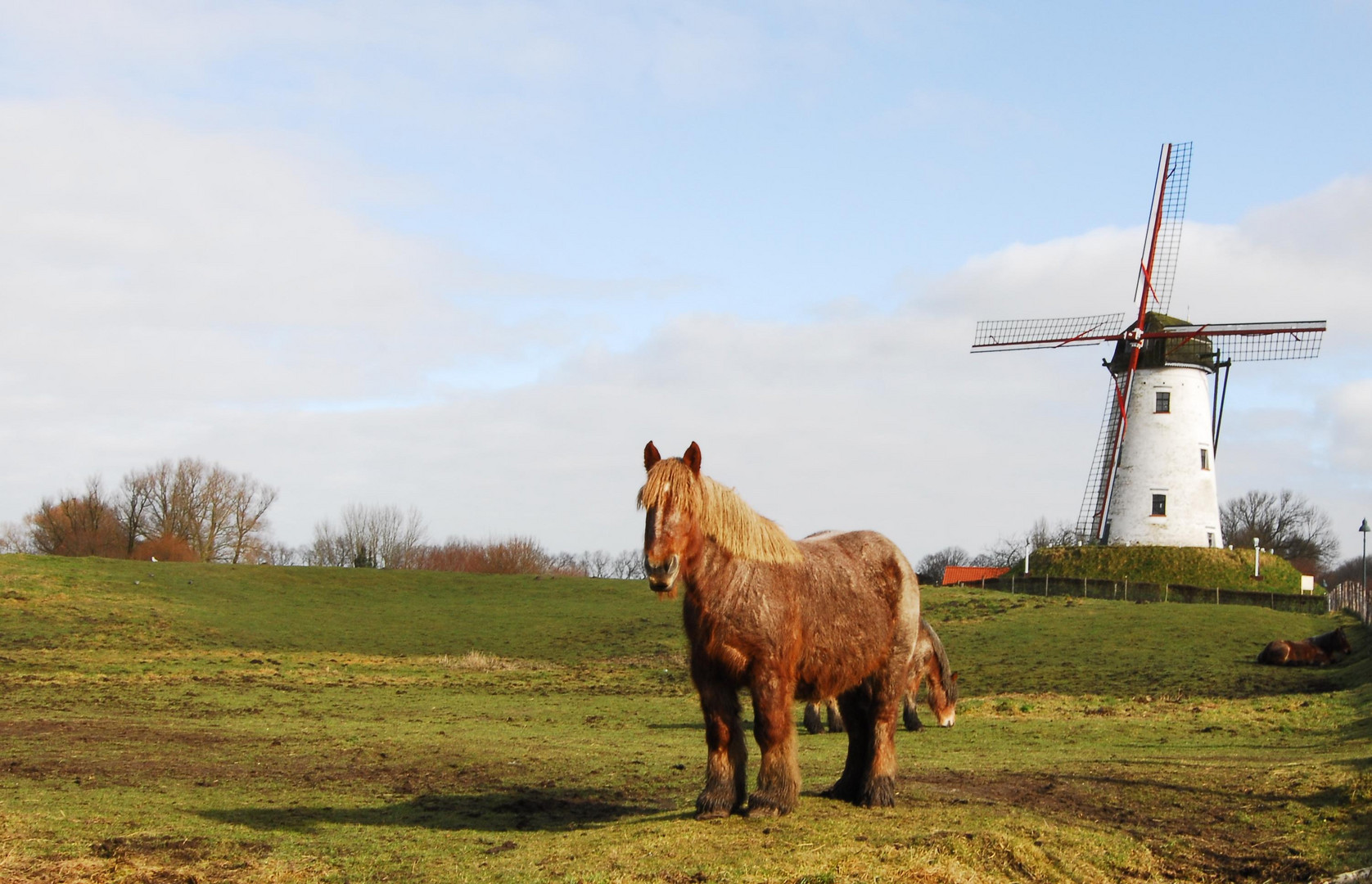 Kaltblütter in Damme