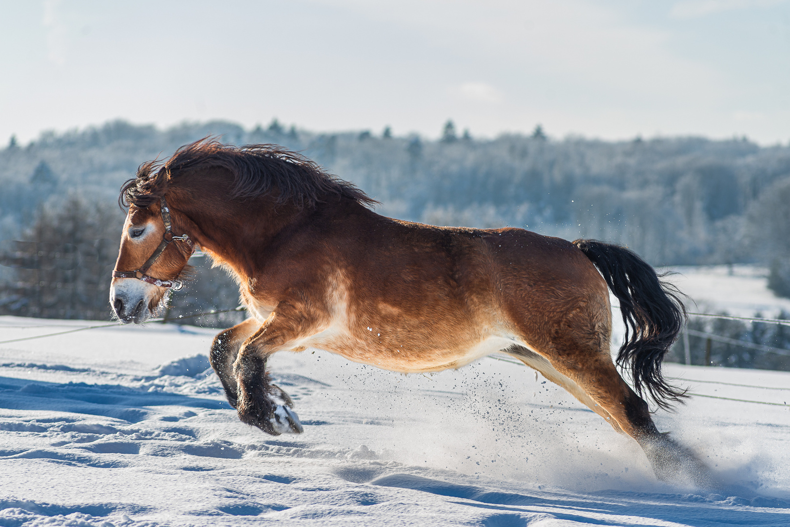 Kaltblut Pferd