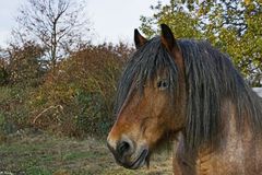 Kaltblut-Portrait