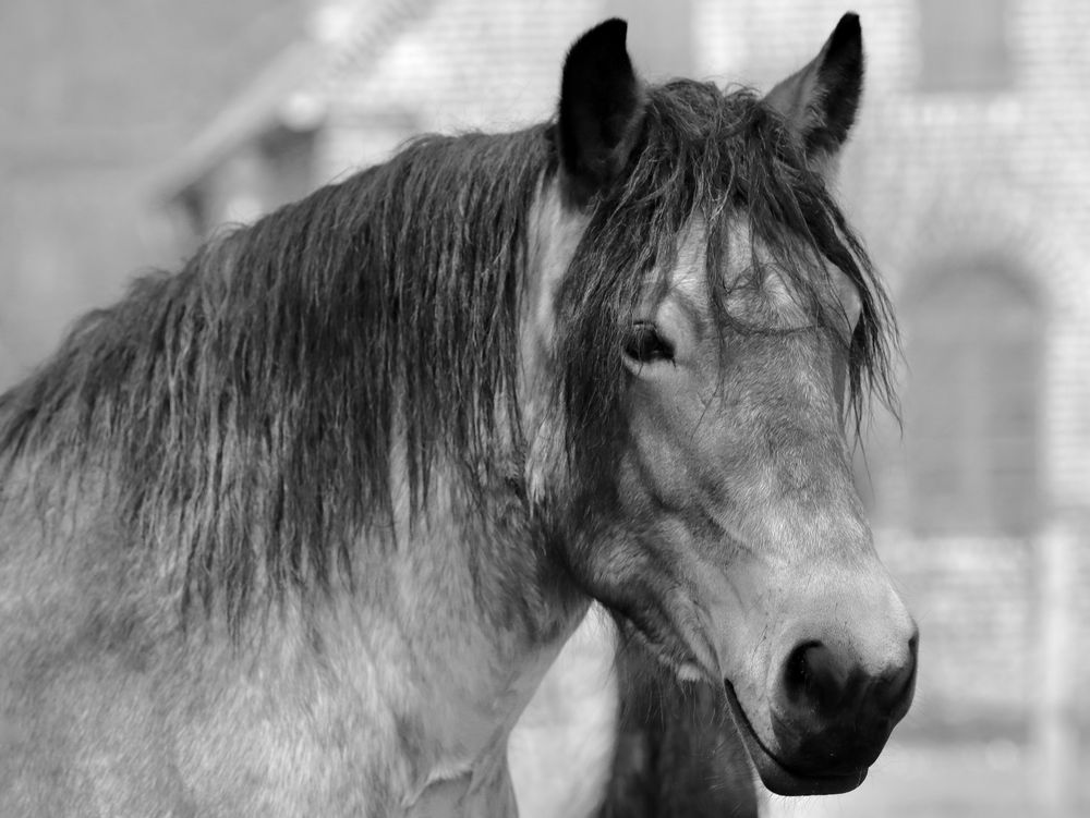 Kaltblut Portrait.....Jetzt kann er endlich seinen Ruhestand genießen!