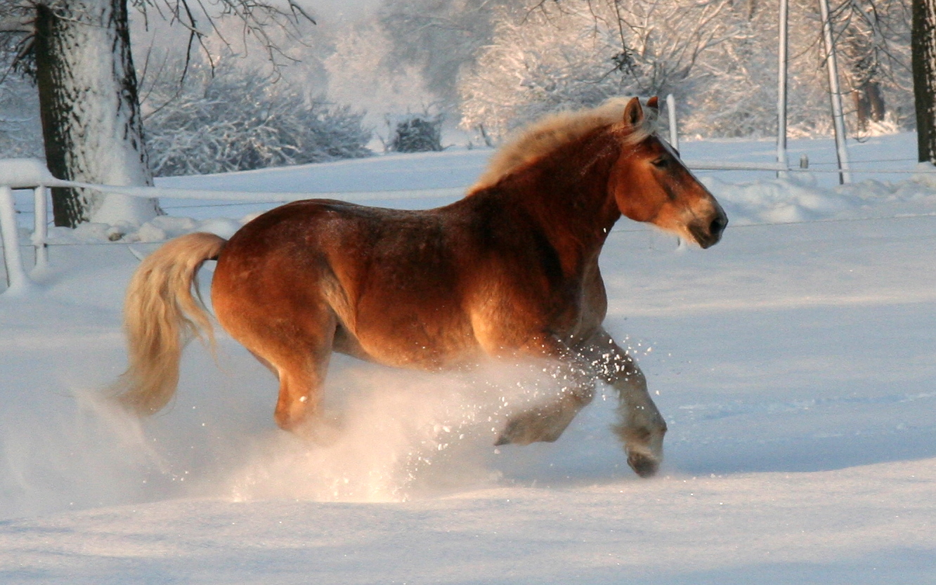 Kaltblutpower im Schnee