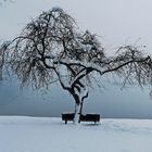 Kalte Bank am Kochelsee