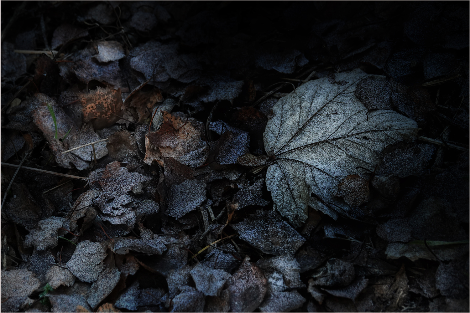 Kalte Blätter *