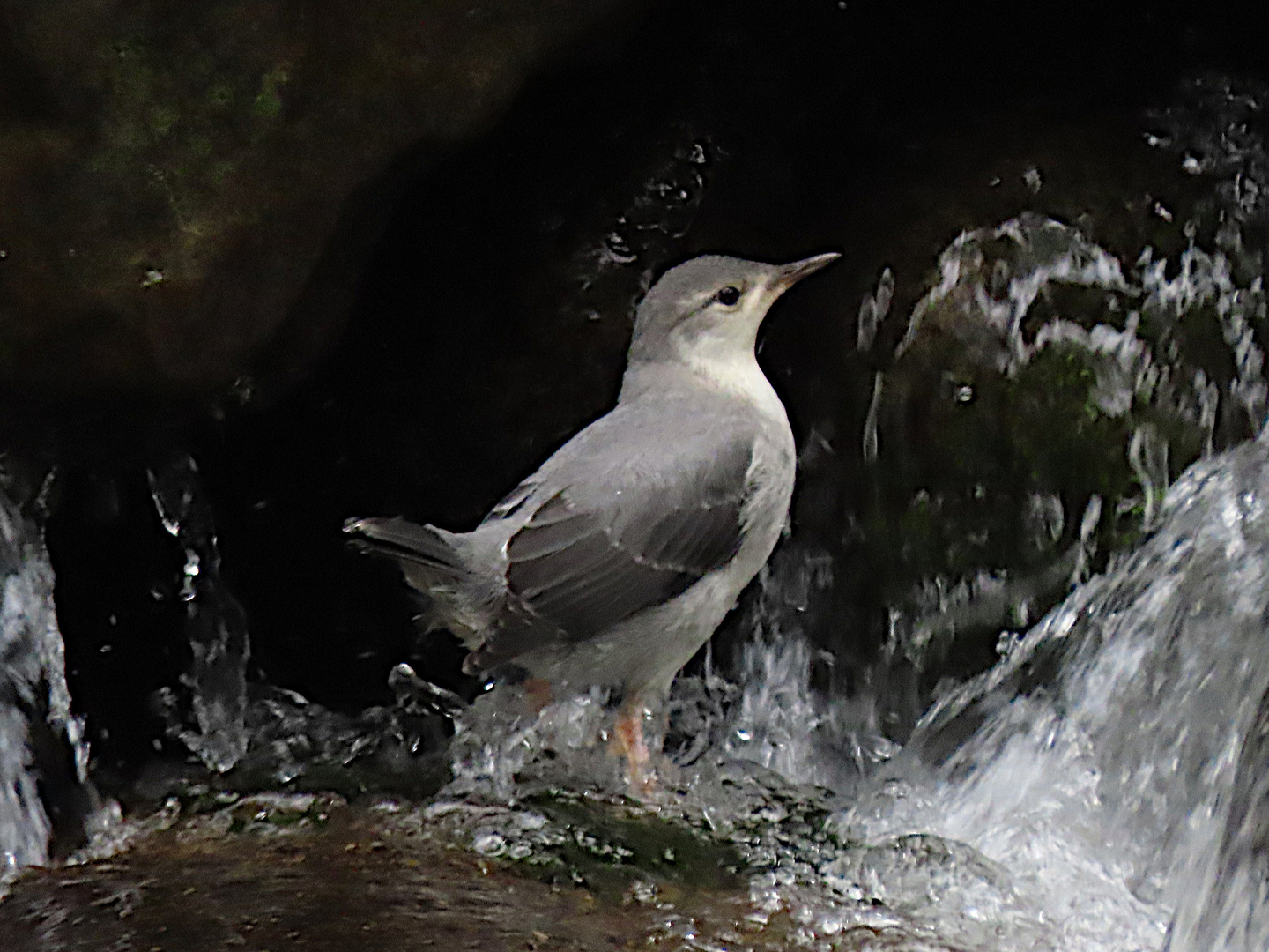 Kalte Dusche