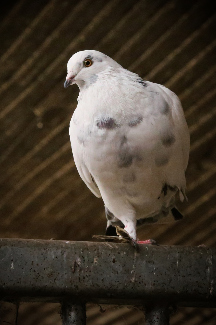 Kalte Füße (2014_10_16_EOS 6D_7200_ji)