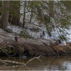 Kalte Füße am Wildsee