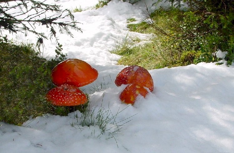 Kalte Füsse im Spätsommer 2001