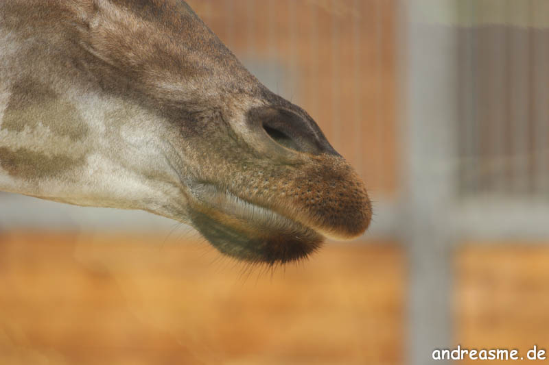 (kalte) Giraffenschnauze