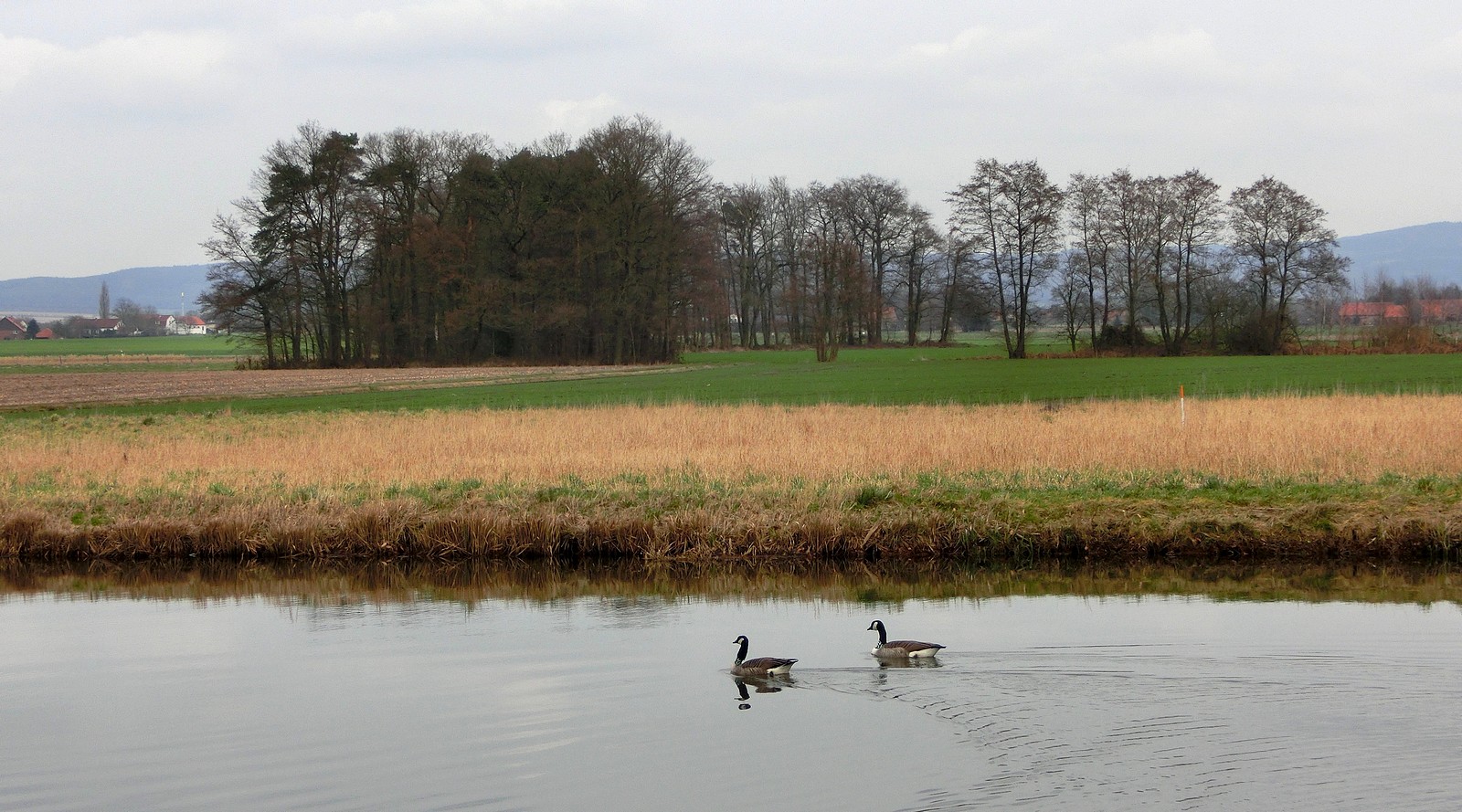 Kalte Landschaft mit zwei Gänsen