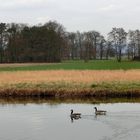 Kalte Landschaft mit zwei Gänsen