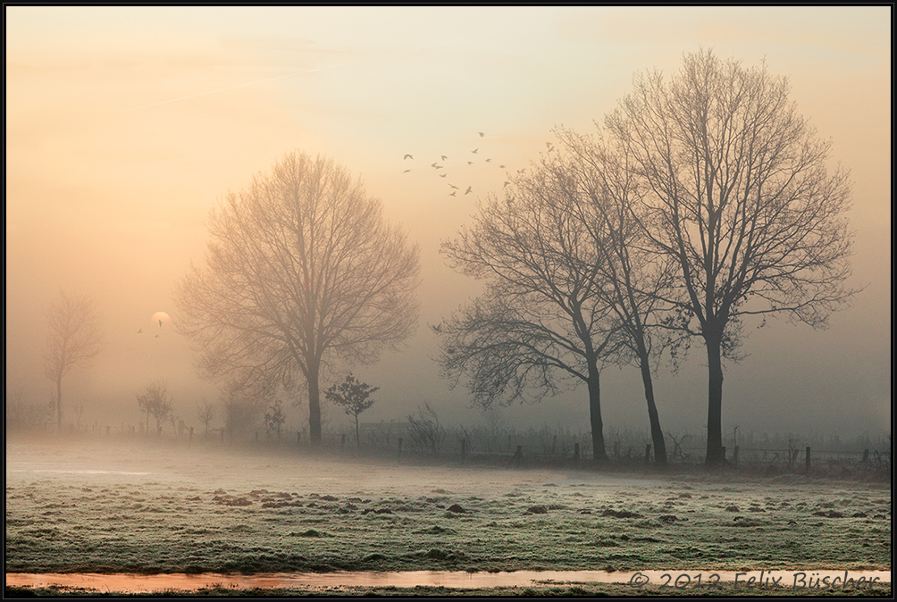 Kalte, morgendliche Nebelstimmung im Moor