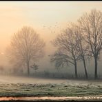 Kalte, morgendliche Nebelstimmung im Moor