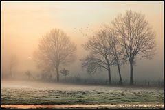 Kalte, morgendliche Nebelstimmung im Moor