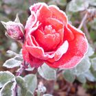 Kalte Rose