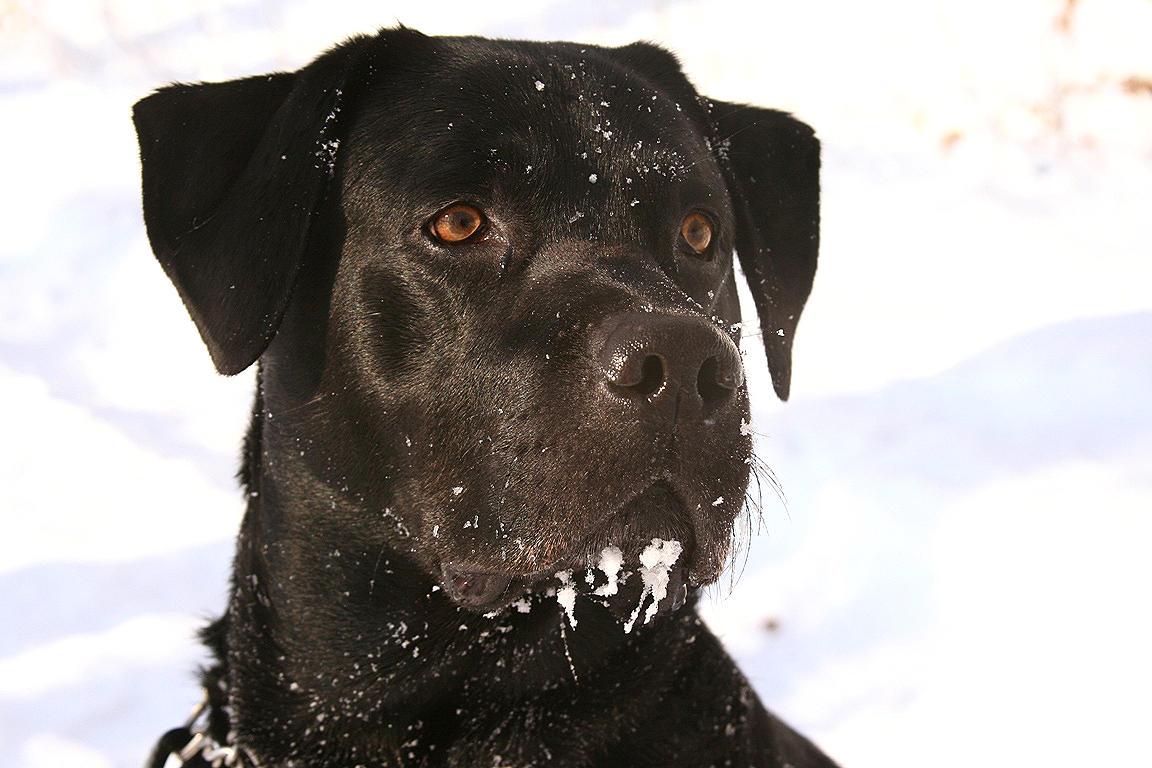 Kalte Schnauze Foto &amp; Bild | tiere, haustiere, hunde Bilder auf