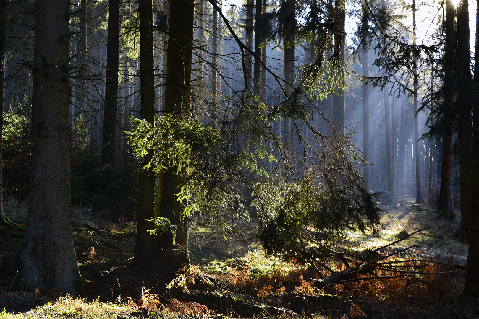 kalte Sonne im Januar