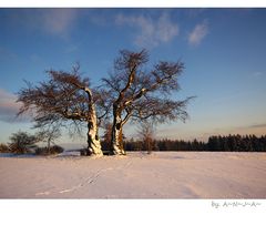 * Kalte Staude im Januar II...*