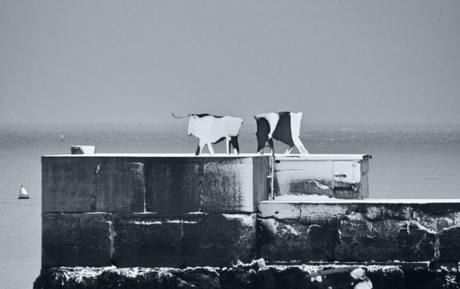 Kalte Stiere am Meer auf Helgoland