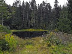 Kaltenbachsee mit Wald im Hintergrund