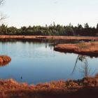 kaltenbronn / wildsee