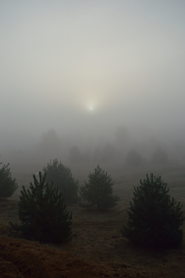 Kaltenkirchener Heide 08