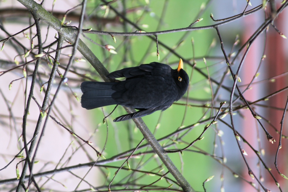 kalter Amsel- Frühling von Chrissi Becker 