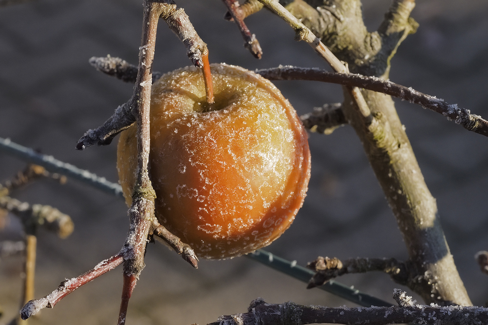 Kalter (Frost-/Eis-) Apfel