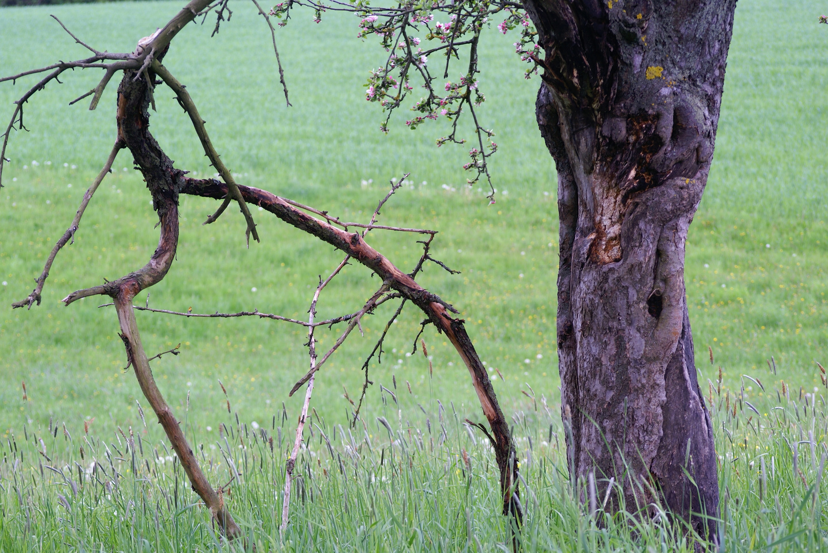 Kalter Frühling