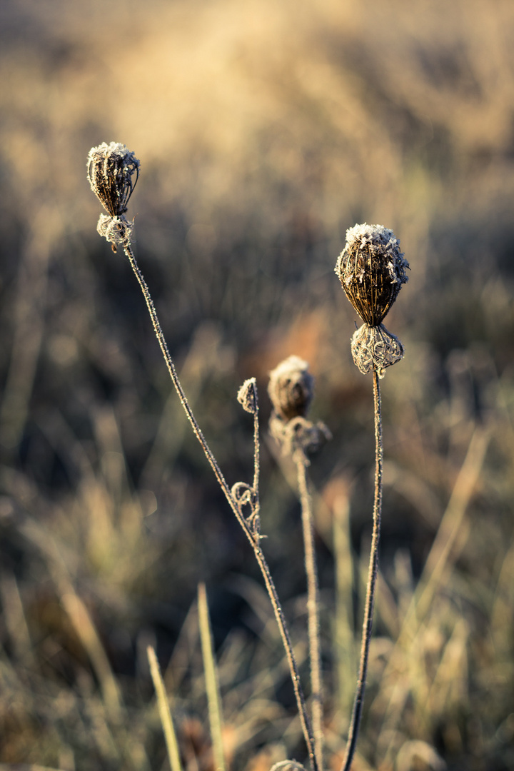 Kalter Herbst