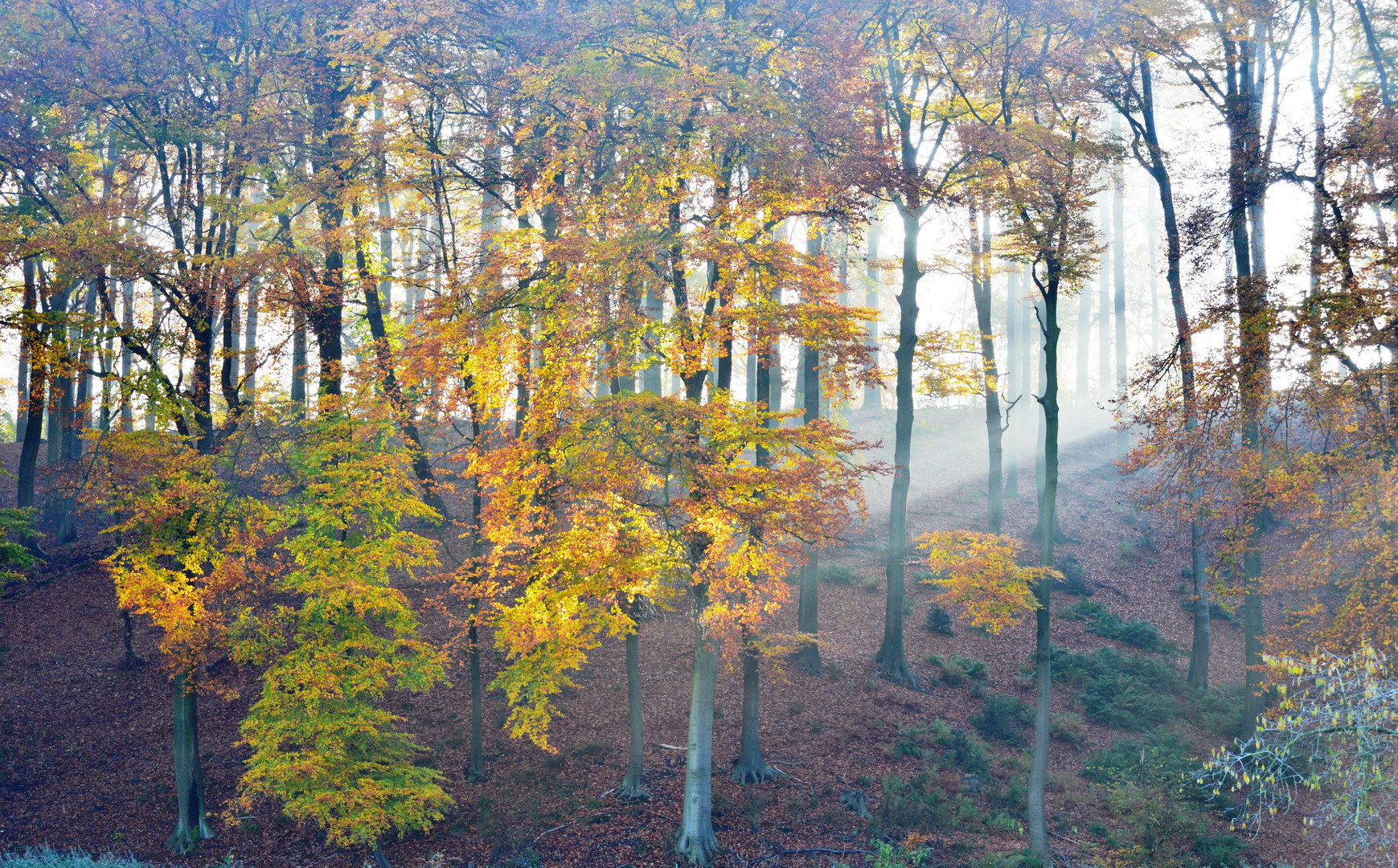kalter Herbstmorgen / cold morning in autumn
