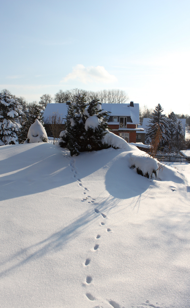 kalter Katzenfuß