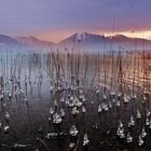 Kalter Morgen am Tegernsee