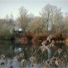 Kalter Morgen am Teich