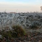 Kalter Morgen im Gildehauser Venn